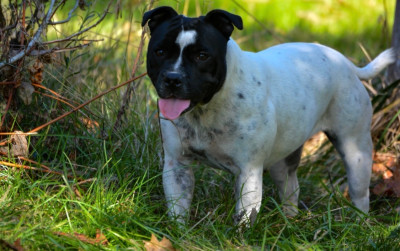 Étalon Staffordshire Bull Terrier - Killy'rena Vitam aeternam reginam