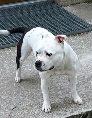 Étalon Staffordshire Bull Terrier - Unique Du Domaine O'razzia And Rose