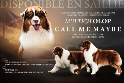 Étalon Berger Australien - CH. Olop Call me maybe