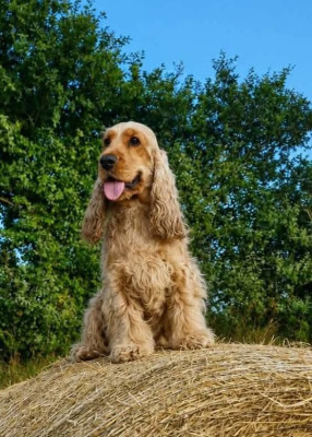 Étalon Cocker Spaniel Anglais - Unlimited love dite umy de kerdero