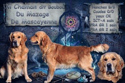 Étalon Golden Retriever - Un chaman Du mazage de mascayenne