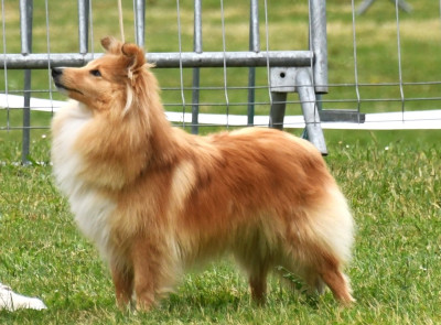 Étalon Shetland Sheepdog - Vanille Des petites fées des sables