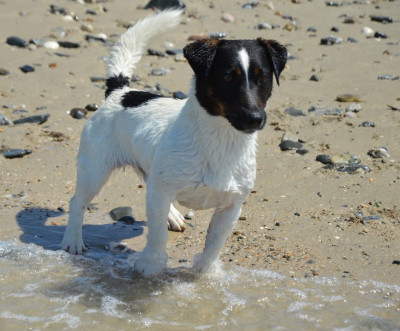 Étalon Jack Russell Terrier - cane maestro To night