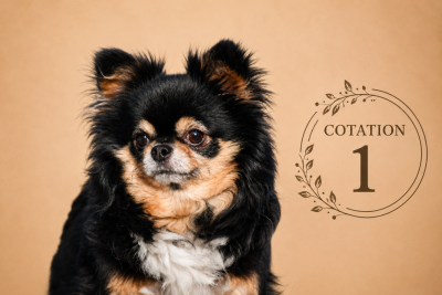 Étalon Chihuahua - Sherry De La Vallée Des Cèdres Bleus