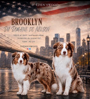 Under brooklyn du domaine de nelson