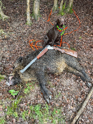 Étalon Braque allemand à poil court - CH. Dessa vom grammewald