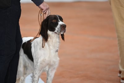 Étalon Epagneul Français - Uno de la passion du poete