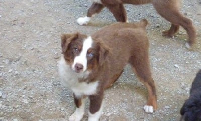 Vanille red kalista Des Amis De Zoé