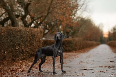 Étalon Braque allemand à poil court - Welka Du Pré Du Chêne Vert