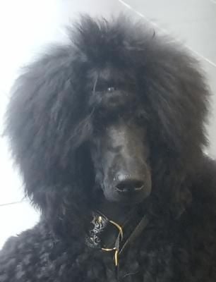 Étalon Caniche - French Fashion Star Passeur de rêves