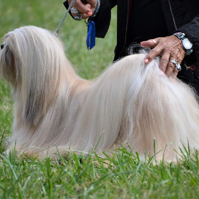 Étalon Lhassa Apso - CH. Stranger things dell'alberico