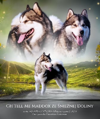 Étalon Alaskan Malamute - CH. Tell me maddox z snieznej doliny