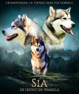 Étalon Alaskan Malamute - CH. Sia De L'Esprit De Waheela
