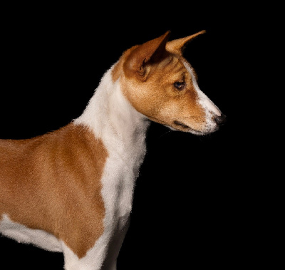 Étalon Basenji - Ushka Of Trans Africas Dynastie
