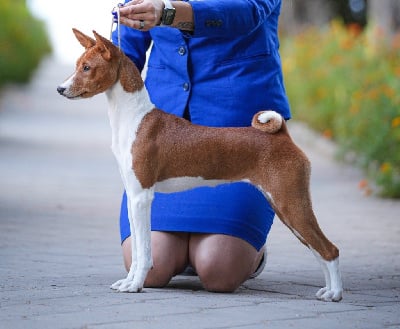 Étalon Basenji - Transylvanian Black Diamond Fallon c.