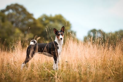 Étalon Basenji - CH. tim spirit Let it be