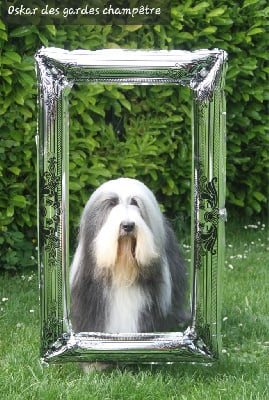 Étalon Bearded Collie - Oskar Des gardes champetres