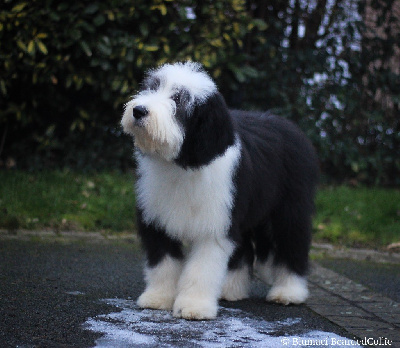 Étalon Bearded Collie - Blumaci Vancouver