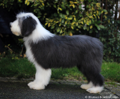Étalon Bearded Collie - Blumaci Victoria beckham