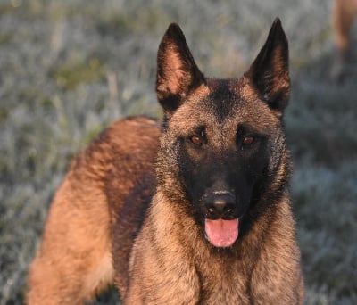 Étalon Berger Belge - Urleuse de la vallée du grand loup