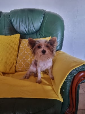 Étalon Biewer Terrier - Happy Titre Initial