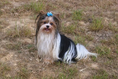 Étalon Biewer Terrier - CH. Scotty ne harley klan-biewer rott