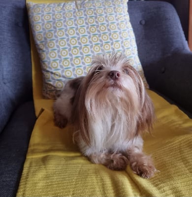 Étalon Biewer Terrier - Aurora chocolate charm