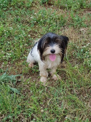 Étalon Biewer Terrier - Molly sunny flower lavista