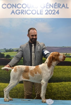 Étalon Braque Italien - CH. Triumph Du Clos Des Petites Vignes