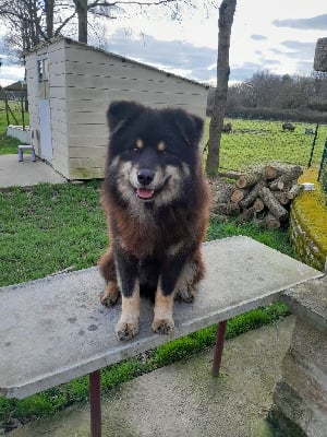 Total zinzintude trooper du pays de l'aurore boréale