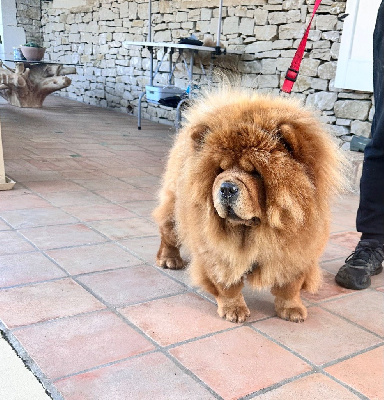 Étalon Chow Chow - Uslada zolotoy chow