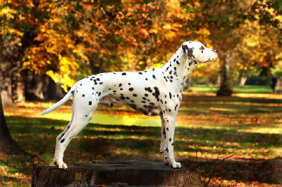 amicus punctatum Albus