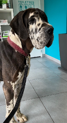 Étalon Dogue allemand - Scandale d'Héracléopolis