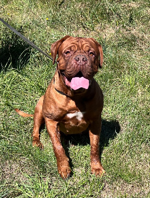 Étalon Dogue de Bordeaux - Sultane Des Gardiens De La Plaine