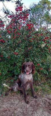 Étalon Epagneul de Saint Usuge - Sunn (Sans Affixe)