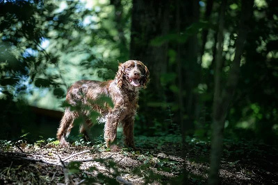 Étalon Epagneul de Saint Usuge - CH. Rak (Sans Affixe)