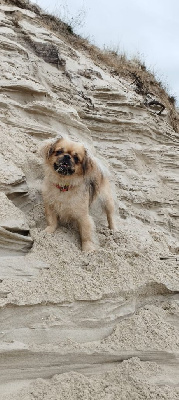 Étalon Epagneul tibetain - Scarlett De La Baie Des Samariens