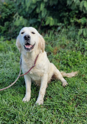 Étalon Golden Retriever - Shania des Anges de la Claie
