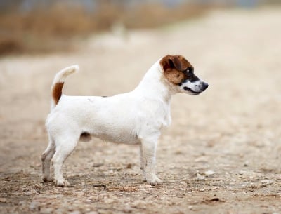 image de Original edition