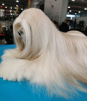 Étalon Lhassa Apso - CH. Shalimar Du chemin des trois joyaux
