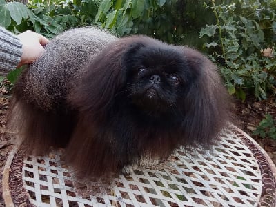 Étalon Pekinois - moonwhispers Gift of magic