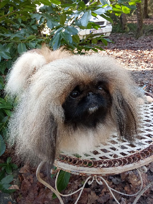 Étalon Pekinois - Vanessa iz zhasminovogo dvortsa