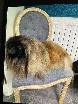 Étalon Pekinois - bellablake he who dairs
