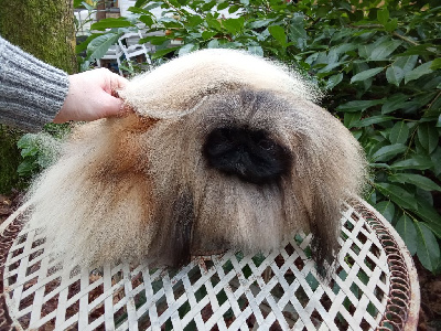 Étalon Pekinois - Stella roman s nadezhdoy