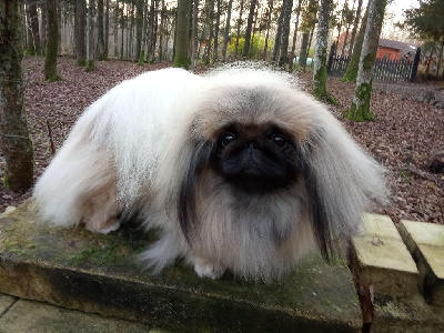 Étalon Pekinois - CH. artelino Love is blind