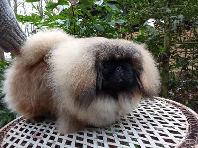 Étalon Pekinois - Votre altesse royale du prieuré aux comtes