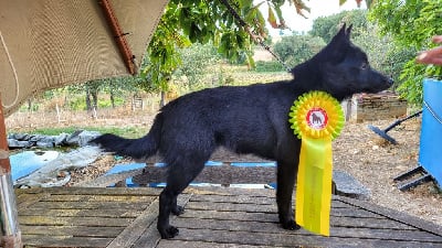 Étalon Schipperke - T'kitoi tequila des Grandes Voies