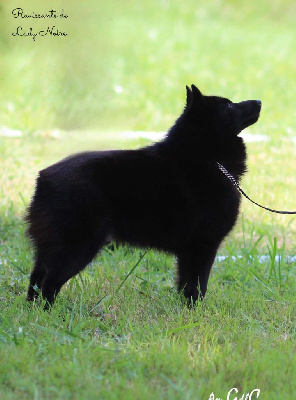 Étalon Schipperke - CH. Ravissante de Lady Noire