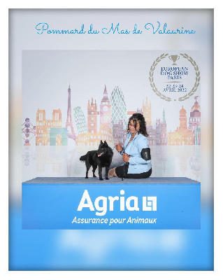 Étalon Schipperke - CH. Pommard du Mas de Valaurine