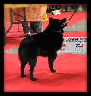 Étalon Schipperke - CH. Seyar du Mas de Valaurine